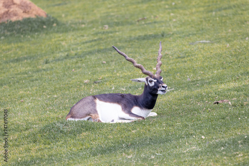 Deer