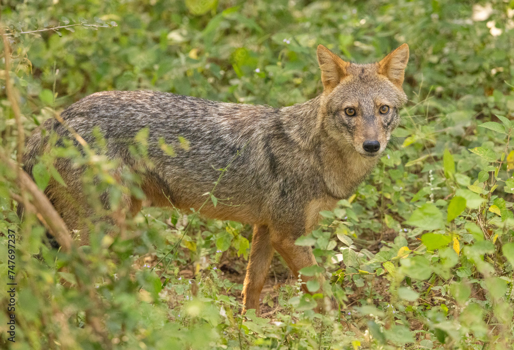 Golden Jackal seen scavenging for food in natural native habitat, Yala National Park, Sri Lanka Golden Jackal seen scavenging for food in natural native habitat, Yala National Park, Sri Lanka
