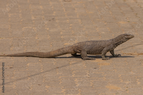 Monitor lizard sitting in road in natural native habitat  Yala National Park  Sri Lanka