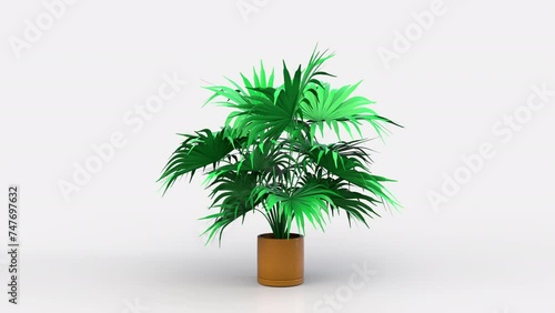 Saw palmetto plant 3d 360 rotating.  Palm leaf animation. photo