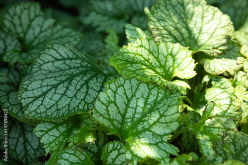Brunnera leaves with warm sunlight photo