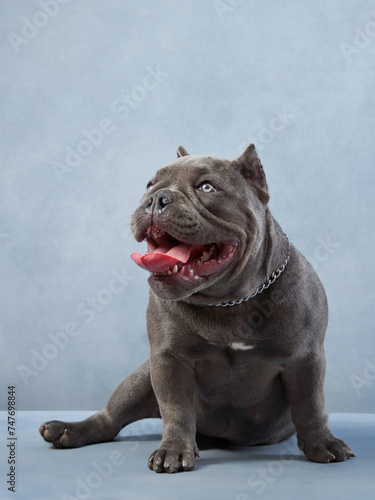 Fototapeta Naklejka Na Ścianę i Meble -  This dog deep wrinkles and blue-grey coat are distinctive of the breed unique charm