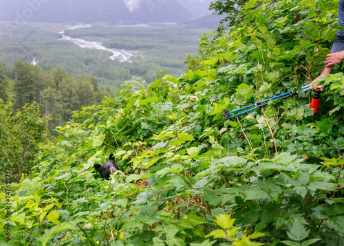 A bear walking out of the bush on a hiking track. Human hands holding bear spray and walking poles. Bear encounter at Exit Glacier track. Kenai Fjords National Park. Alaska.