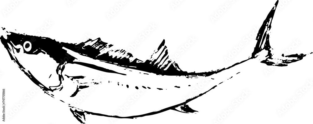Fototapeta premium サワラの魚の墨絵イラスト