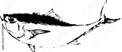 カンパチの・マグロ魚の墨絵イラスト