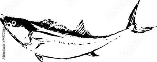 サワラの魚の墨絵イラスト photo