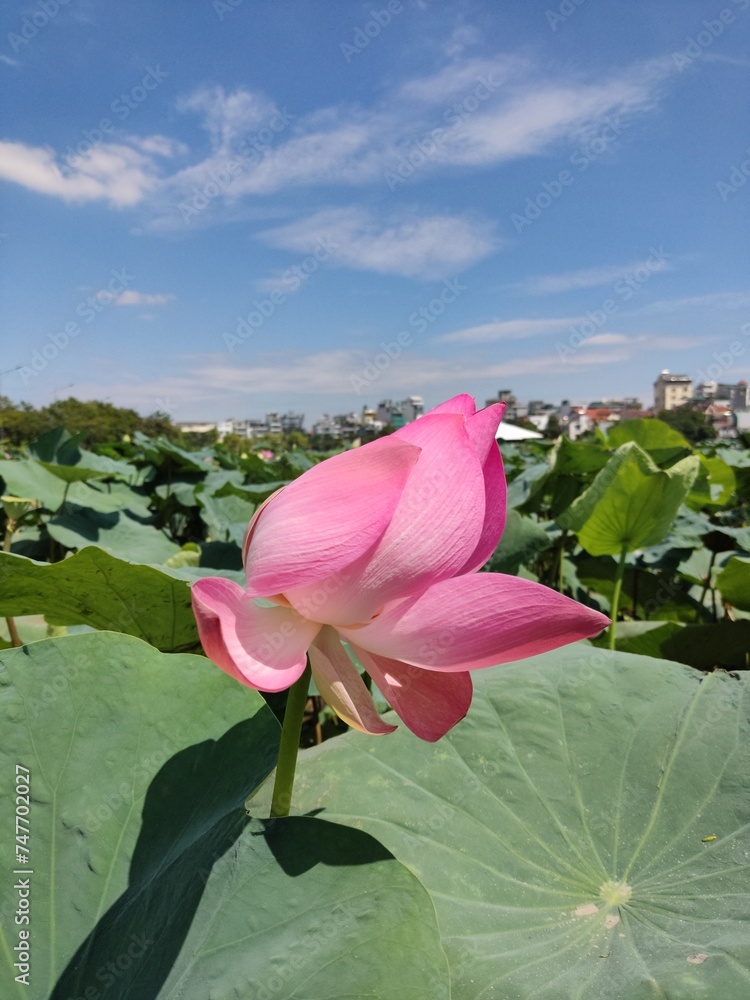 Lotus blooming - West lake in Hanoi