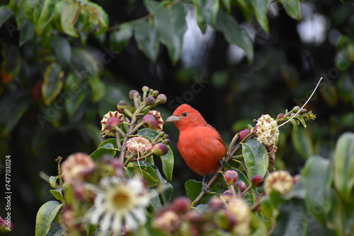 Tangara roja photo