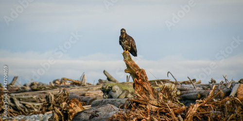 eagle hanging out