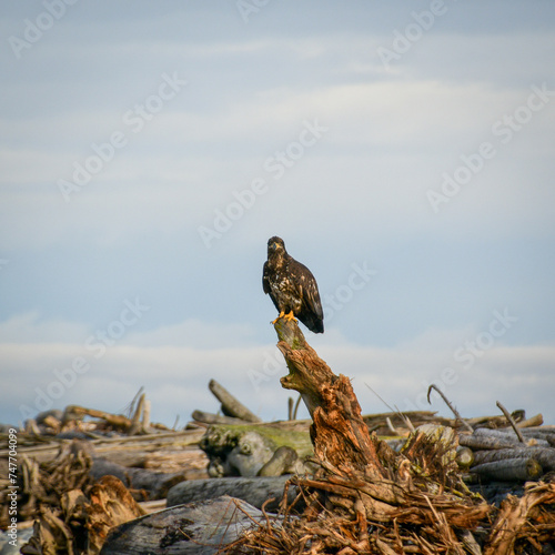 eagle on the shore