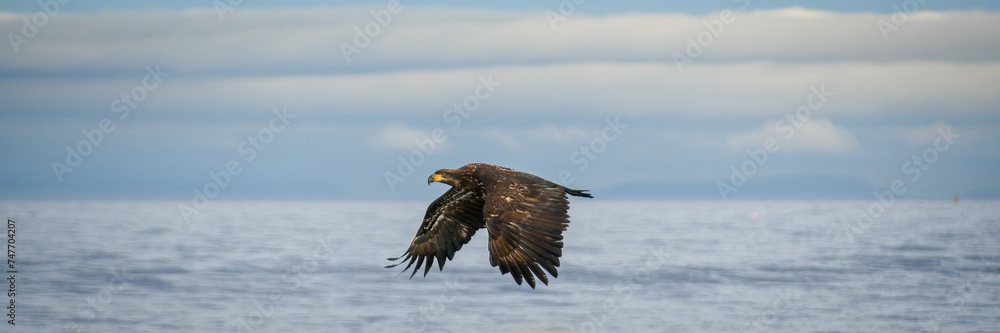 Obraz premium eagle over the water