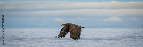 eagle over the water