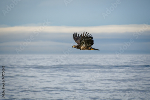 eagle in flight