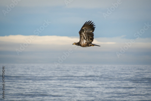eagle in the sky