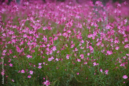 Sea of pink flowers
