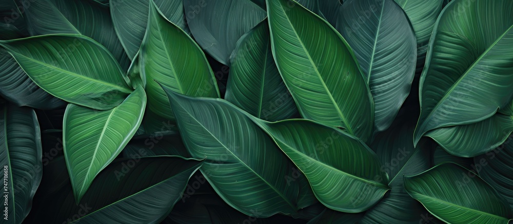 Obraz premium The image shows a detailed close-up of a vibrant green leafy plant. The intricate veins and textures of the leaves are visible, adding to the striking beauty of the plant.