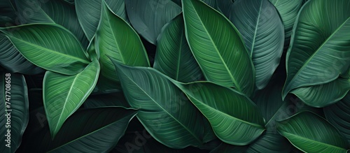 The image shows a detailed close-up of a vibrant green leafy plant. The intricate veins and textures of the leaves are visible  adding to the striking beauty of the plant.