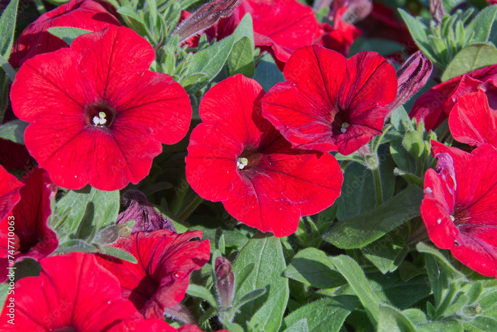 Red Petunia Blooming in a Garden Red Petunia Blooming in a Garden