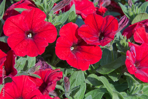 Red Petunia Blooming in a Garden