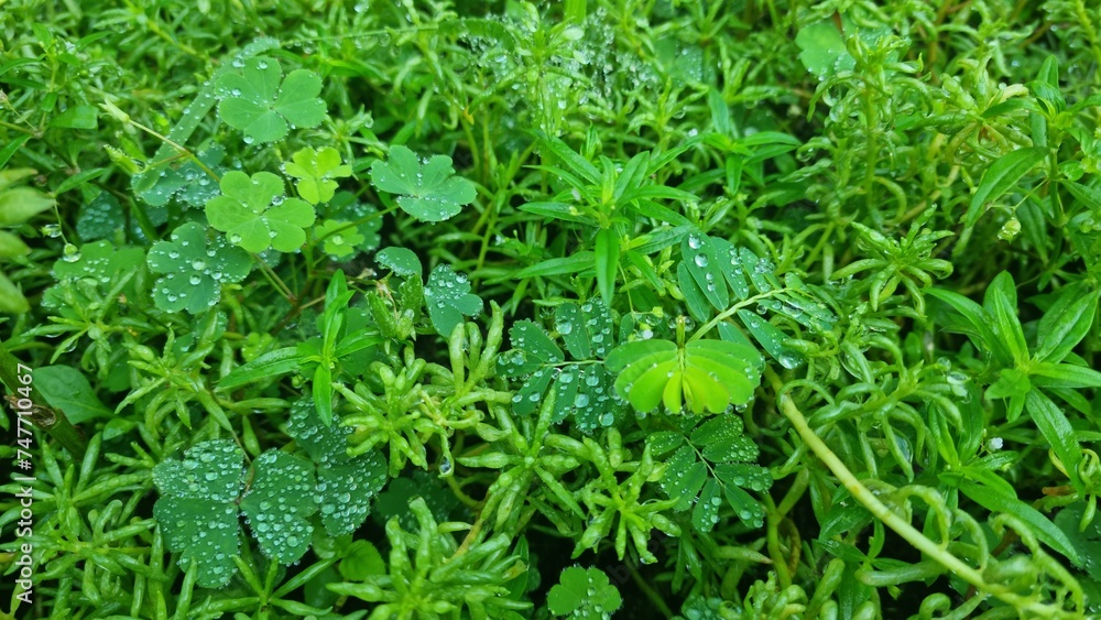 green grass with dew drops green grass with dew drops