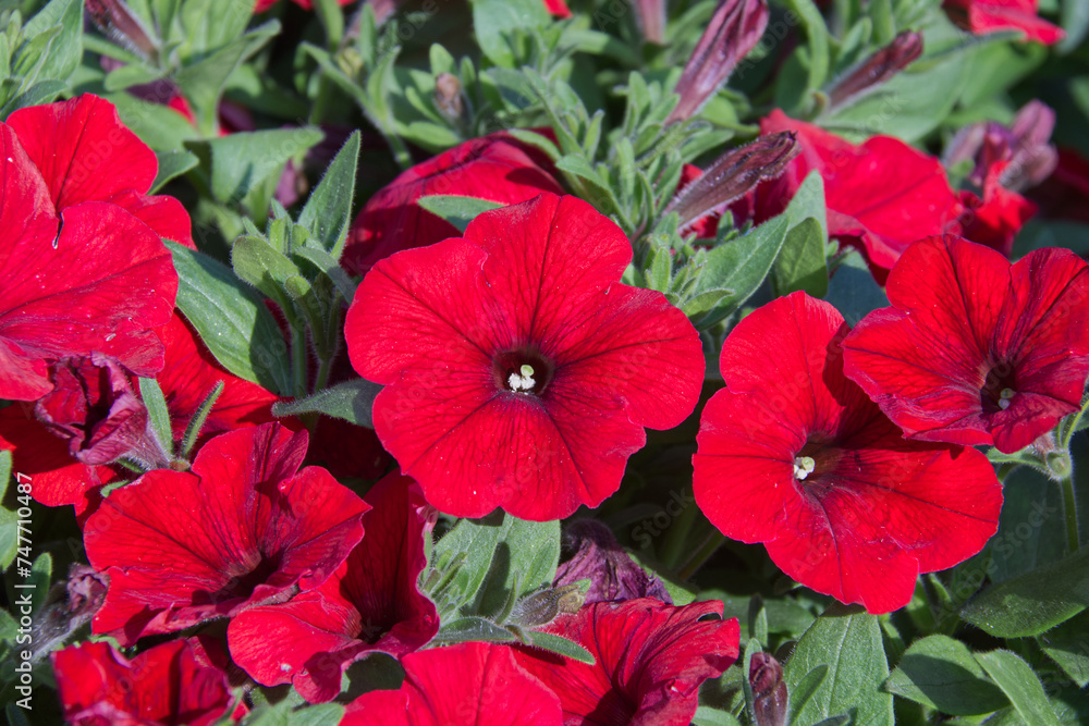 Red Petunia Blooming in a Garden Red Petunia Blooming in a Garden