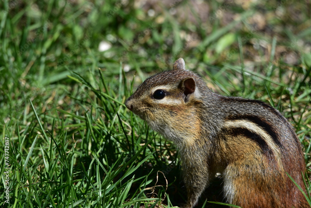 Chipmunk