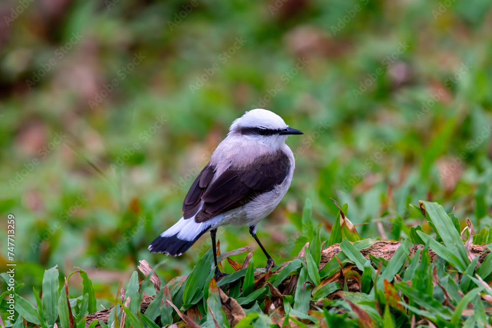 Obraz premium Bird
