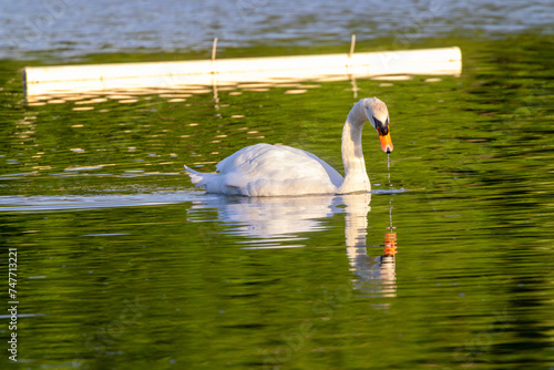 Swan