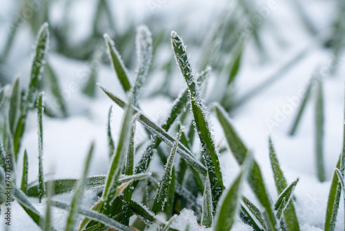Frosty frost and snow in the fields with winter wheat. frozen plants in the meadow © zhikun sun