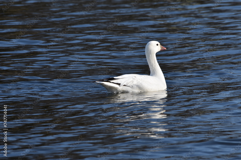 Goose Goose