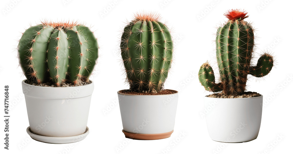 cactus in a pot isolated on transparent background cactus in a pot isolated on transparent background