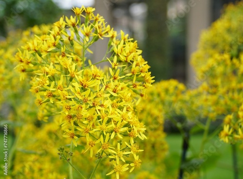 Tiny and bright yellow flowers of Velvet Groundsel, with scientific name Roldana petasitis photo