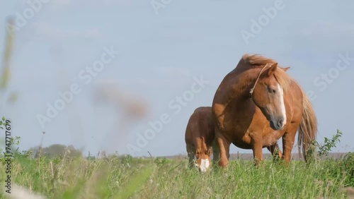 A strong, powerful thoroughbred horse with a foal grazes in a pasture among large green grass