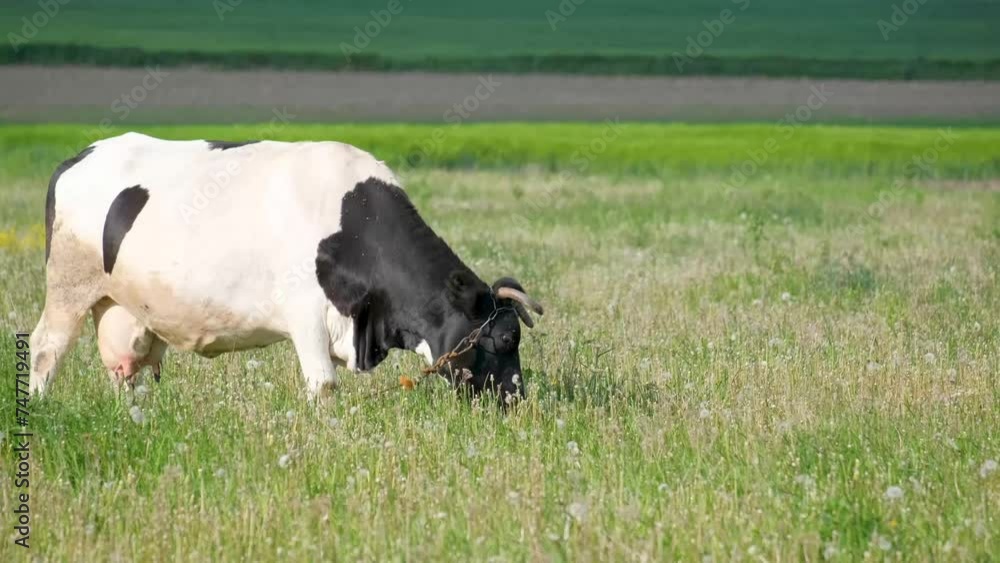 A beautiful black and white cow is grazing in a meadow against a blue sky. A beautiful black and white cow is grazing in a meadow against a blue sky.