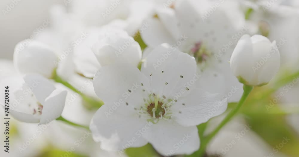 Closeup on twig Japanese plum petals. Closeup on twig Japanese plum petals.