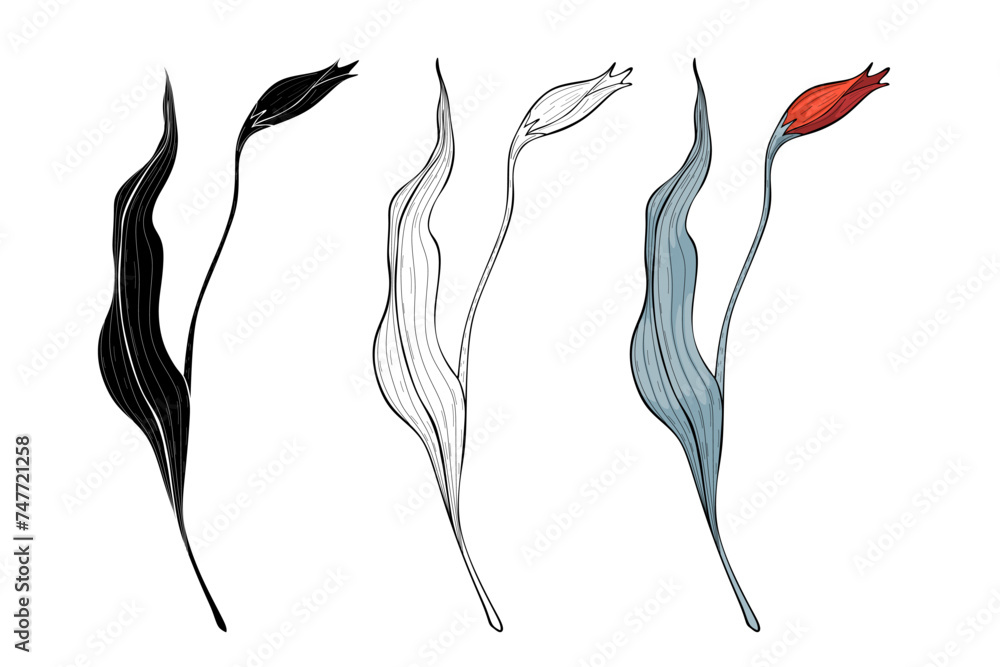 Spring flower three options, Botanical decoration Spring flower three options, Botanical decoration