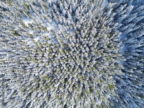 Survol de forêt de sapins et neige