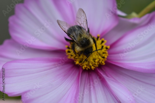 Cosmos