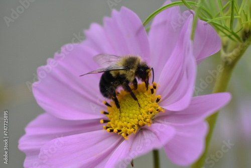 Cosmos