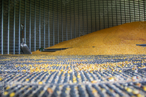 corn inside a grain bin