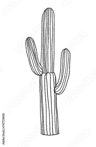 Cactus drawn with black lines.