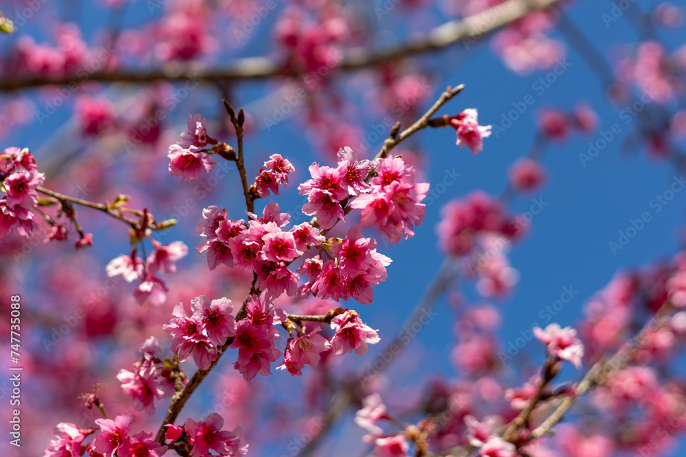 Japanese cherry blossom or pink sakura flower blooming during spring season with bright blue sky background Japanese cherry blossom or pink sakura flower blooming during spring season with bright blue sky background