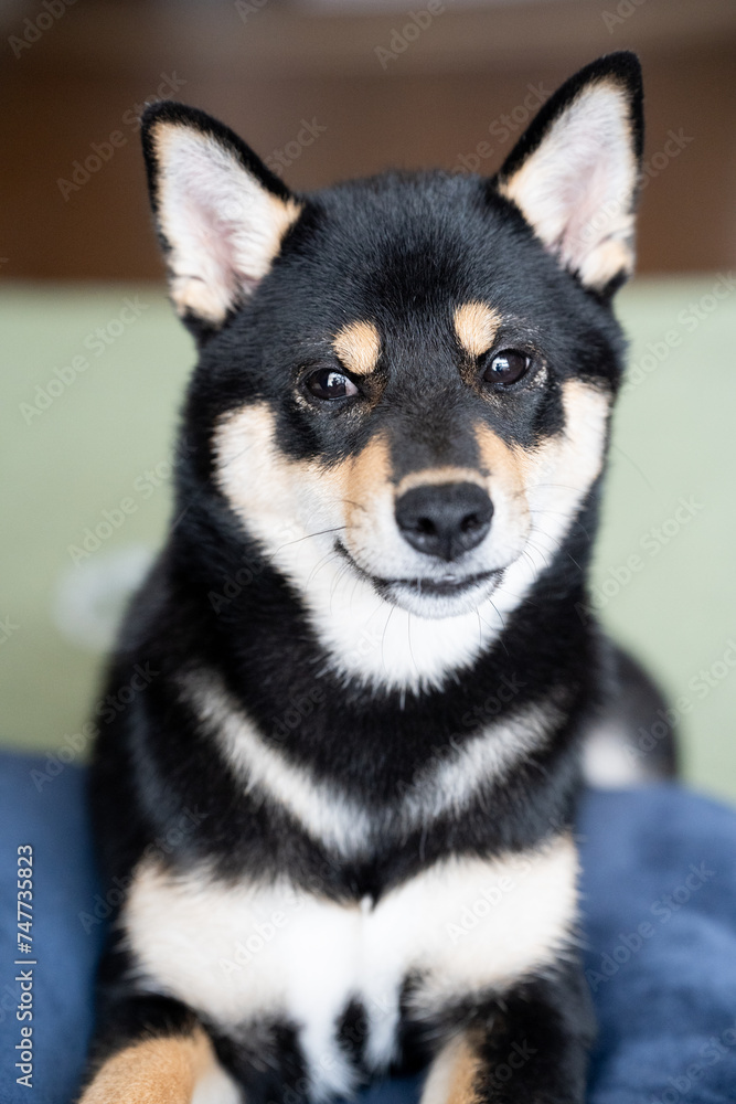 かわいい黒い柴犬 かわいい黒い柴犬