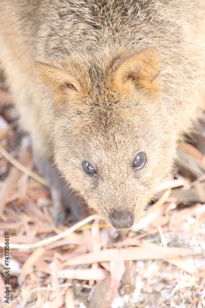 Looking into the Eyes of A Quokka, Rottnest Island Western Australia, Looking into the Eyes of A Quokka, Rottnest Island Western Australia,