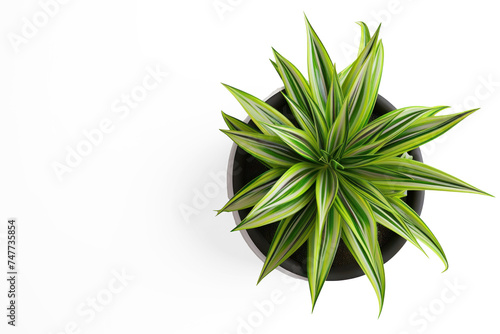 top view of an indoor potted plant on transparency background PNG 