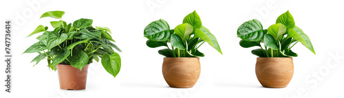home plant with big juicy green leaves in pot on transparency background PNG
