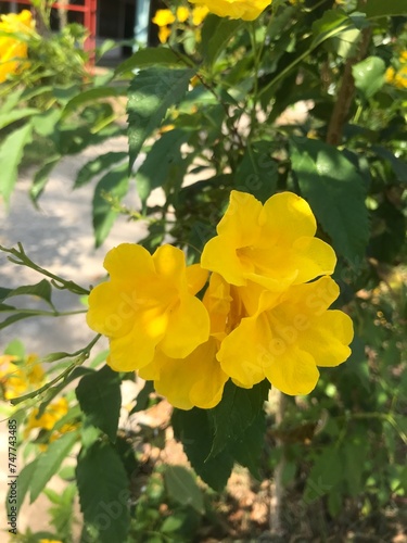 yellow flowers in the garden