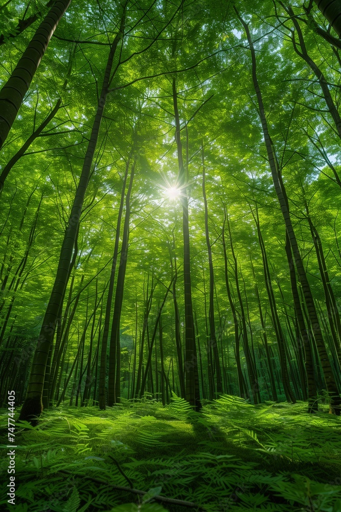 **Bamboo Forest Serenity Photo 4K