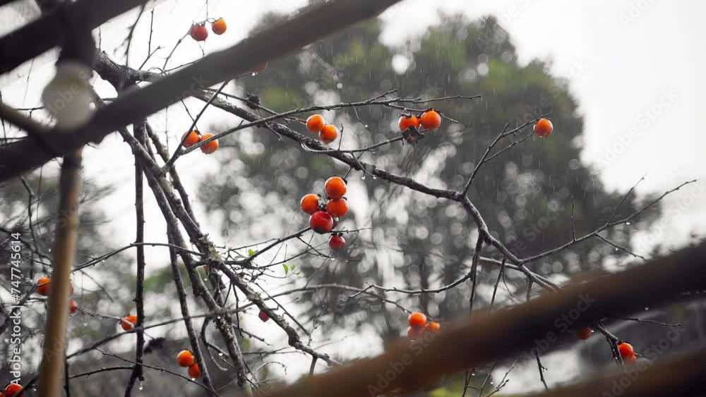 Morning Drizzle Rainfall Gracefully Drenching a Persimmon Tree