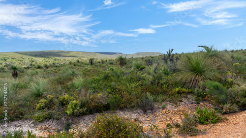 Obraz na płótnie Western Australia, Lesueur National Park in late winter and spring the parks diverse flora comes out in flower. w salonie